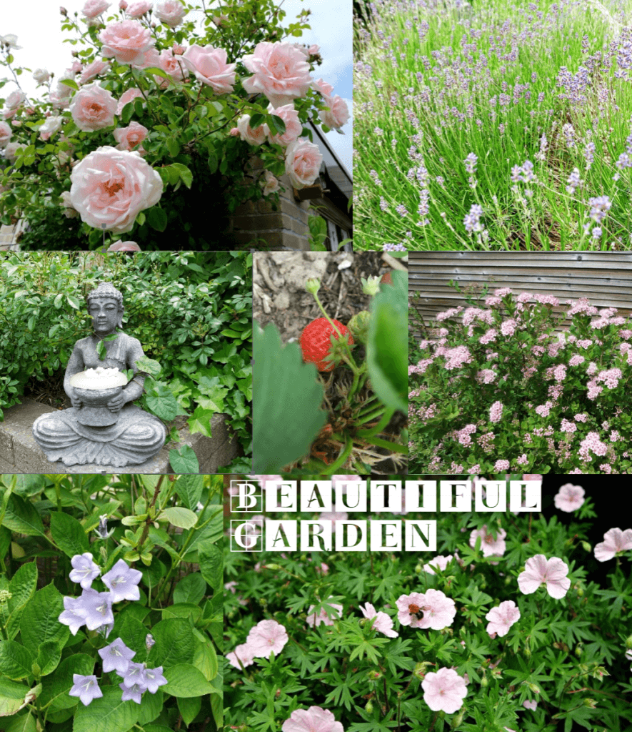 Beautiful garden - My Little Happiness