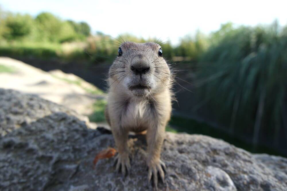 Priarihondje