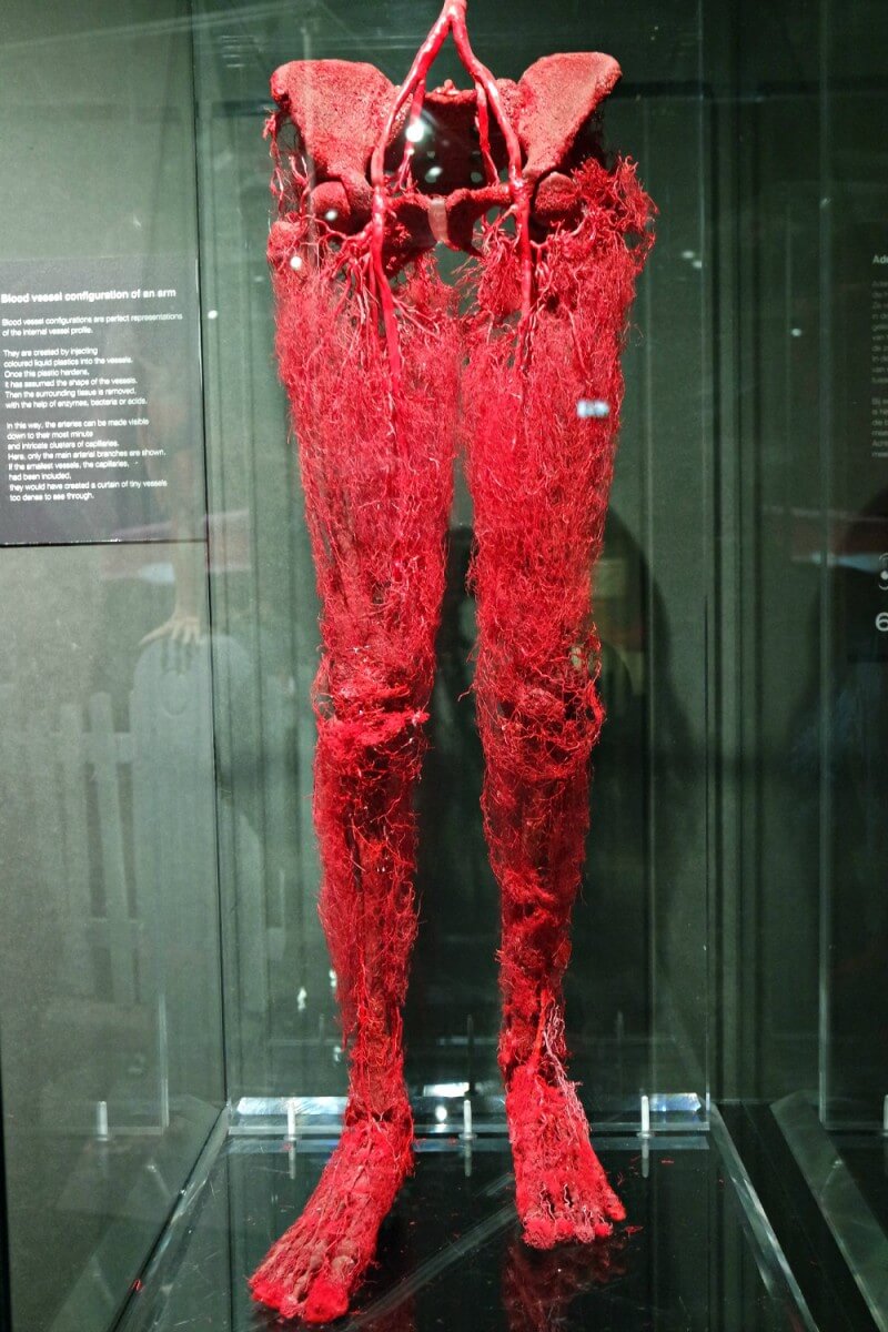 BODY WORLDS THE HAPPINESS PROJECT