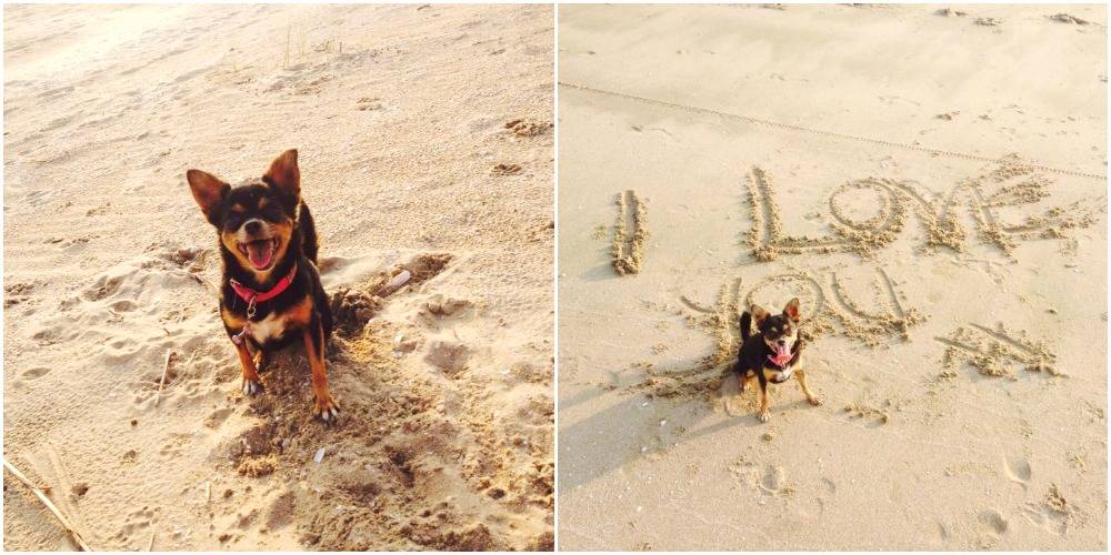 6 dingen die je kunt leren van je hond 