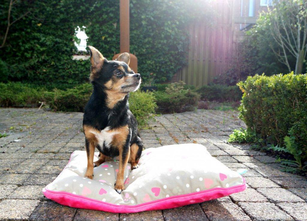Hondenkussen Lief | Ranzijn Dier en Tuin