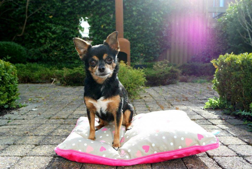 Hondenkussen Lief | Ranzijn Dier en Tuin