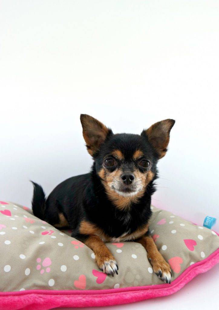 Hondenkussen Lief | Ranzijn Dier en Tuin