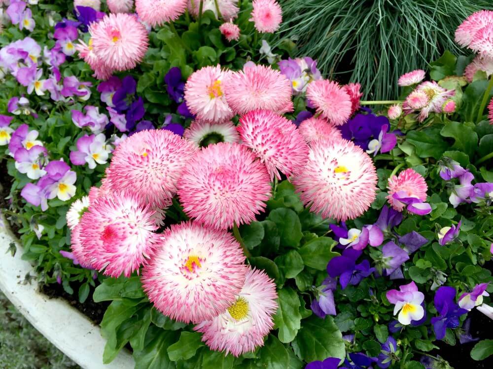 Thermen Bussloo bloemen