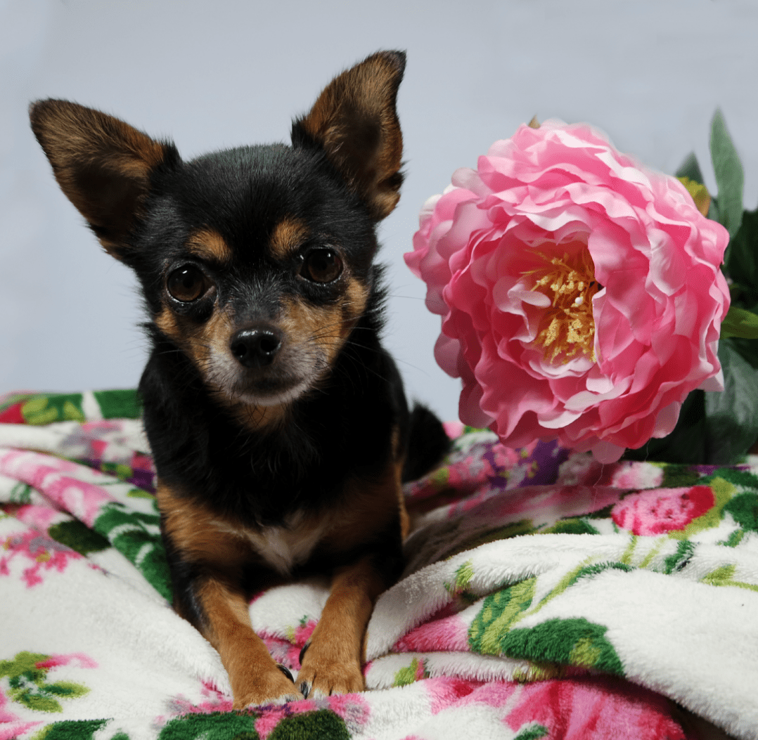 Alles over mijn hondje Zoë | The Furry Friend Tag